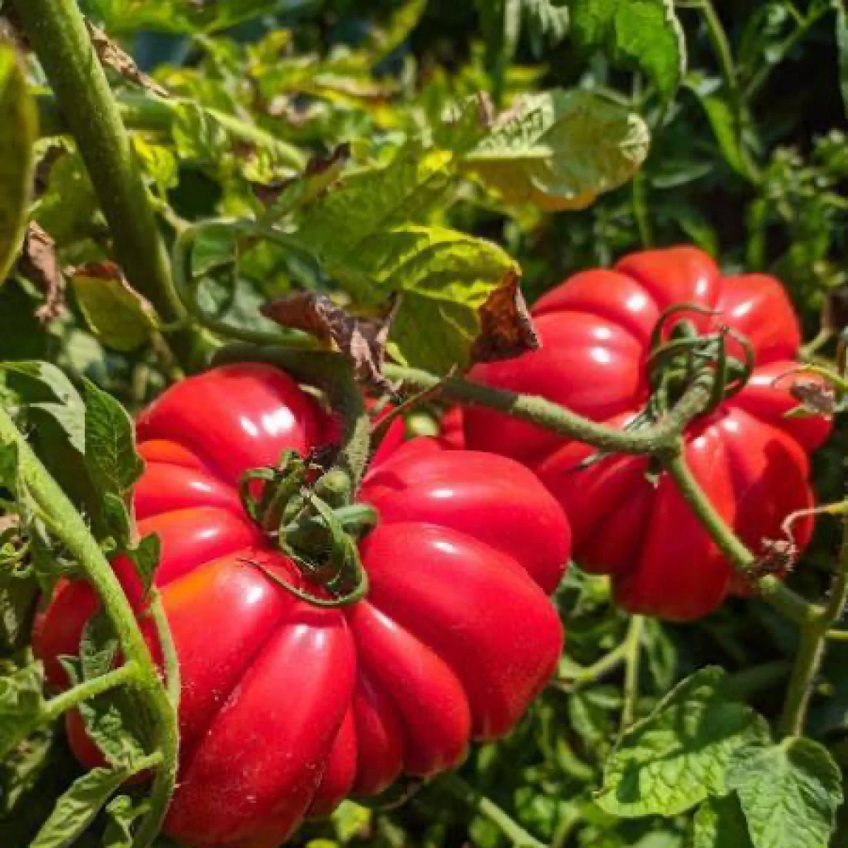 Томат ‘Shapka Monomakha’ (Solanum lycopersicum)