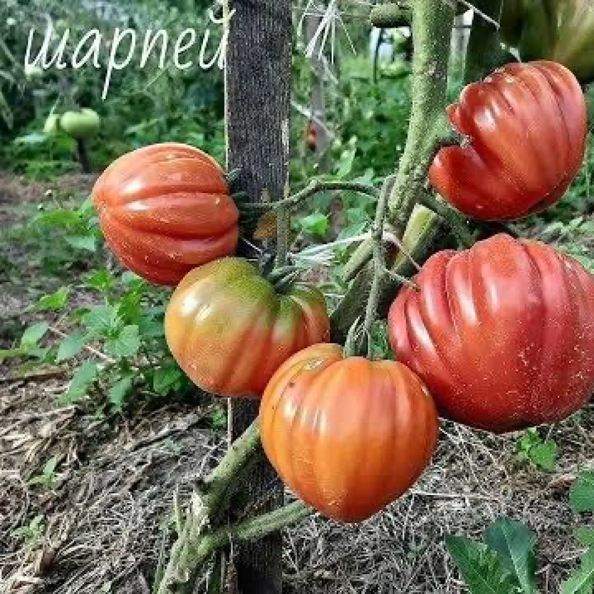 Томат ‘Sharpei Pink’ (Solanum lycopersicum)