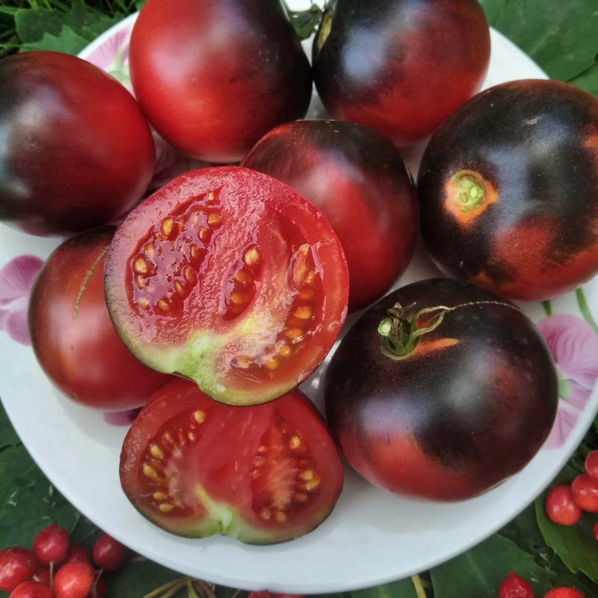 Томат ‘Southern Sparkle’ (Solanum lycopersicum)