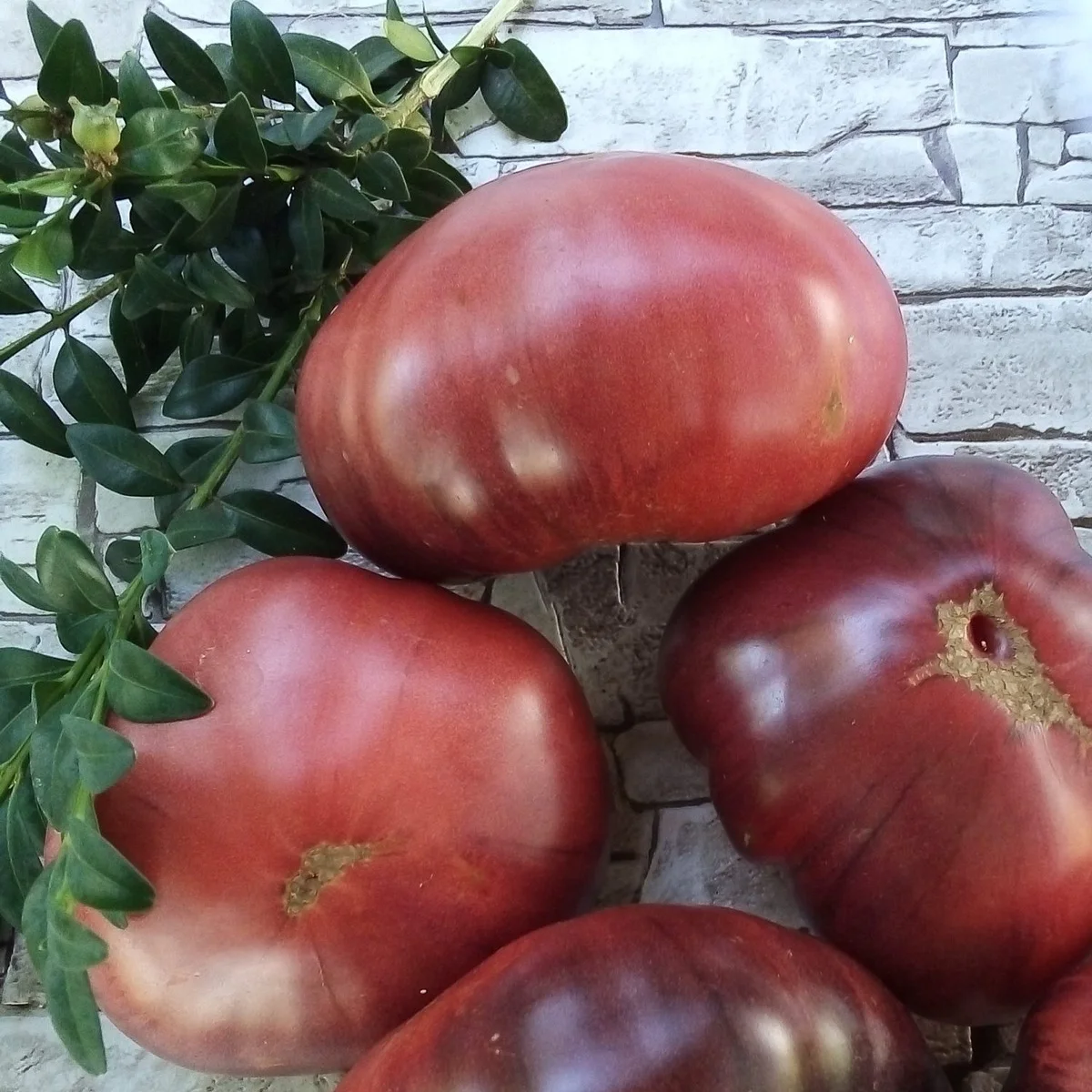 Томат ‘Streets of Broken Lanterns’ (Solanum lycopersicum)