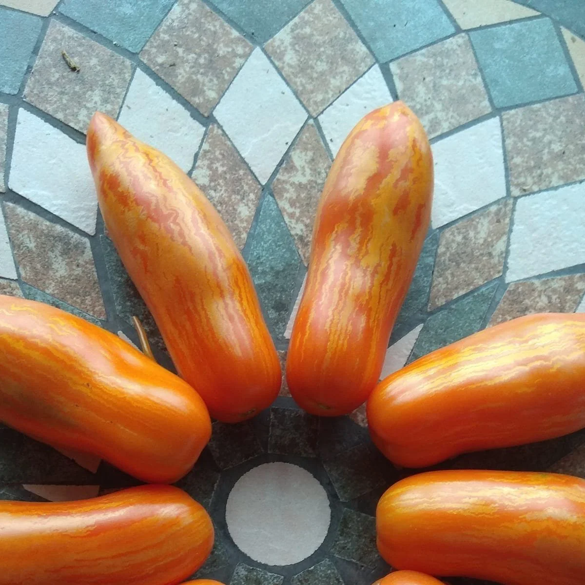 Томат ‘Striped Pepper’ (Solanum lycopersicum)