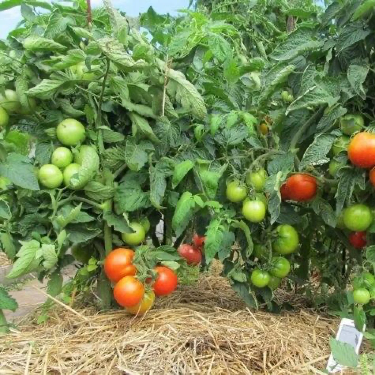 Томат ‘Taimyr’ (Solanum lycopersicum)