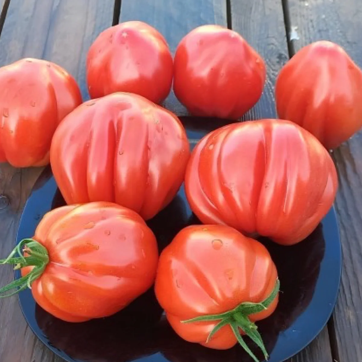 Томат ‘Tarquito F1’ (Solanum lycopersicum)