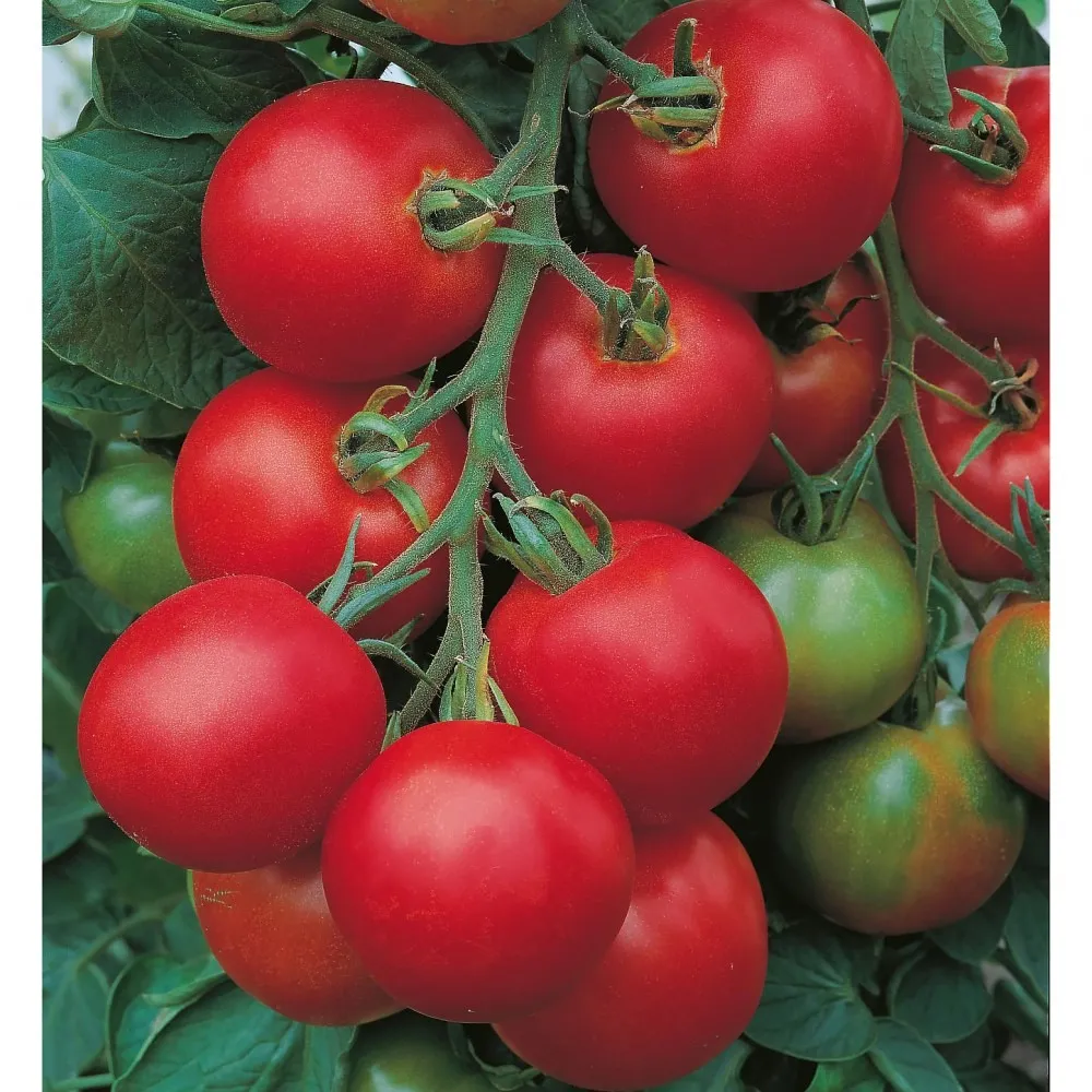 Томат ‘Tolstoy F1’ (Solanum lycopersicum)