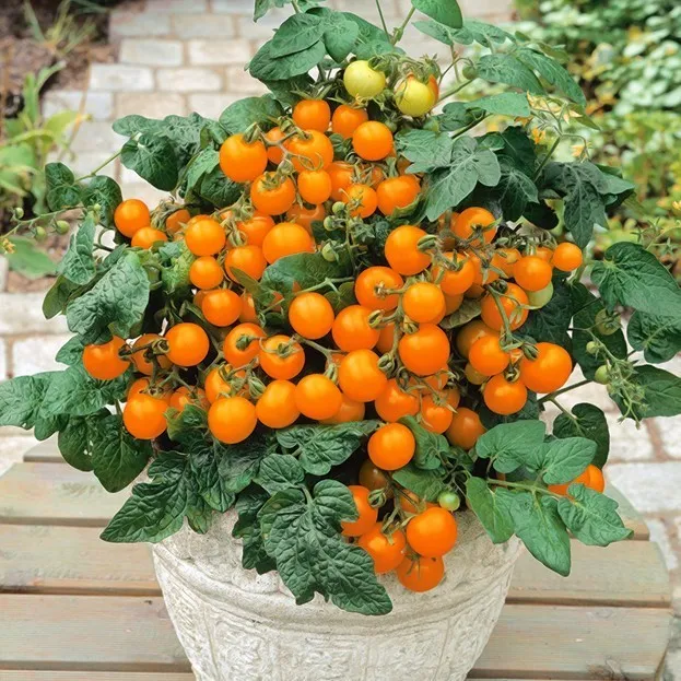 Томат ‘Venus’ (Solanum lycopersicum)