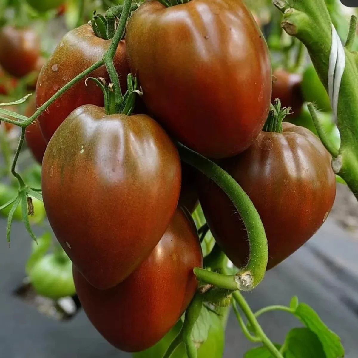 Томат ‘Volove Sertse Chocolate’ (Solanum lycopersicum)