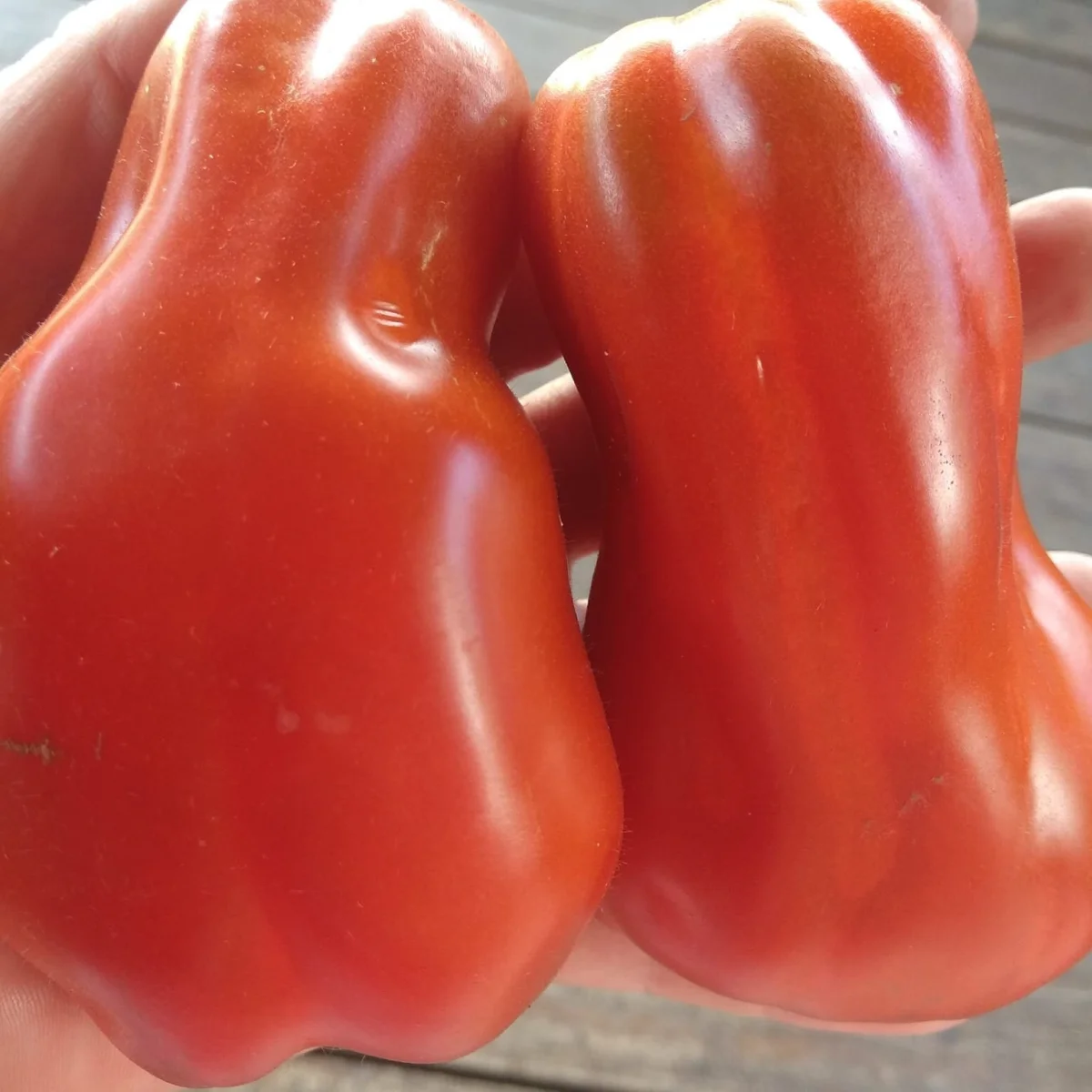 Томат ‘Voronyi Zherebets’ (Solanum lycopersicum)