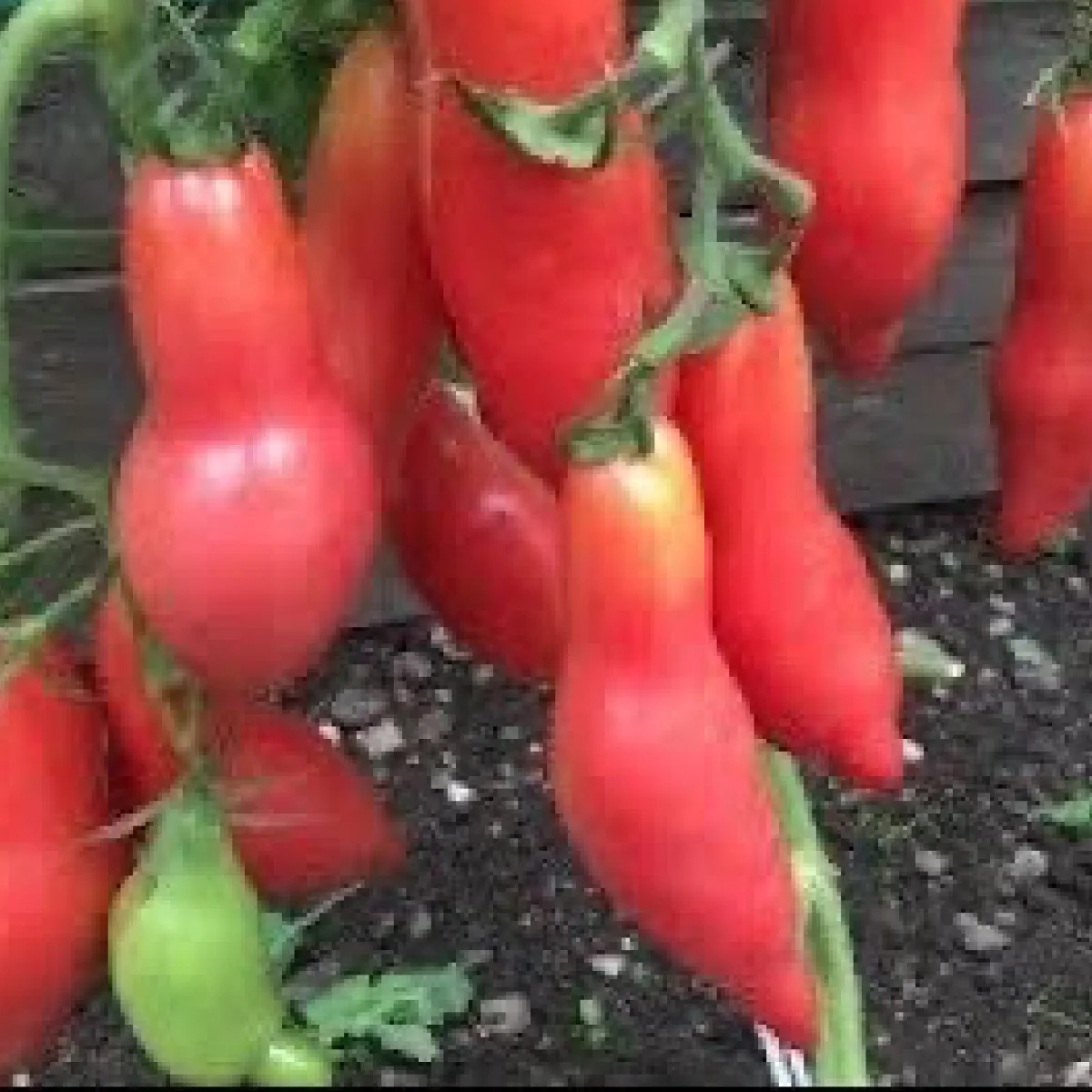 Томат ‘Vovche Iklo’ (Solanum lycopersicum)