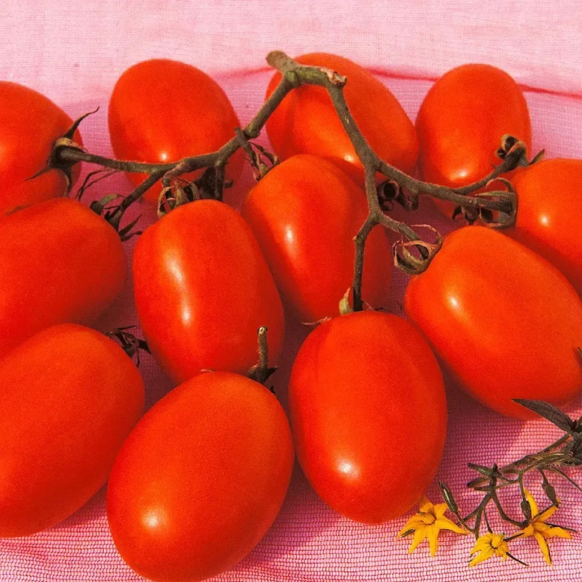 Томат ‘Xico F1’