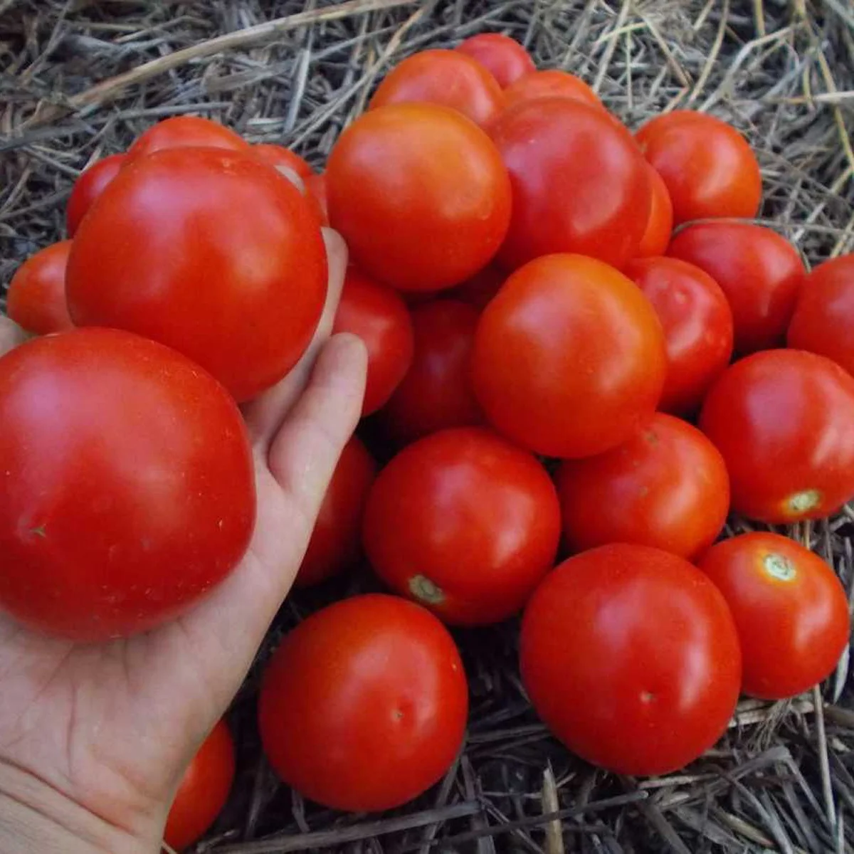 Томат ‘Yamal’