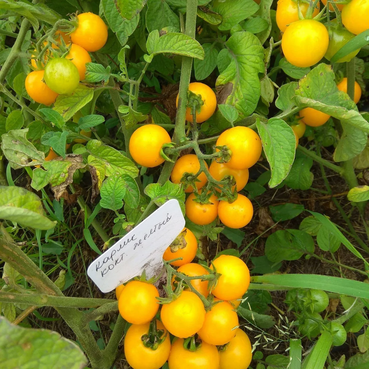 Томат ‘Yellow Cocktail’ (Solanum lycopersicum)