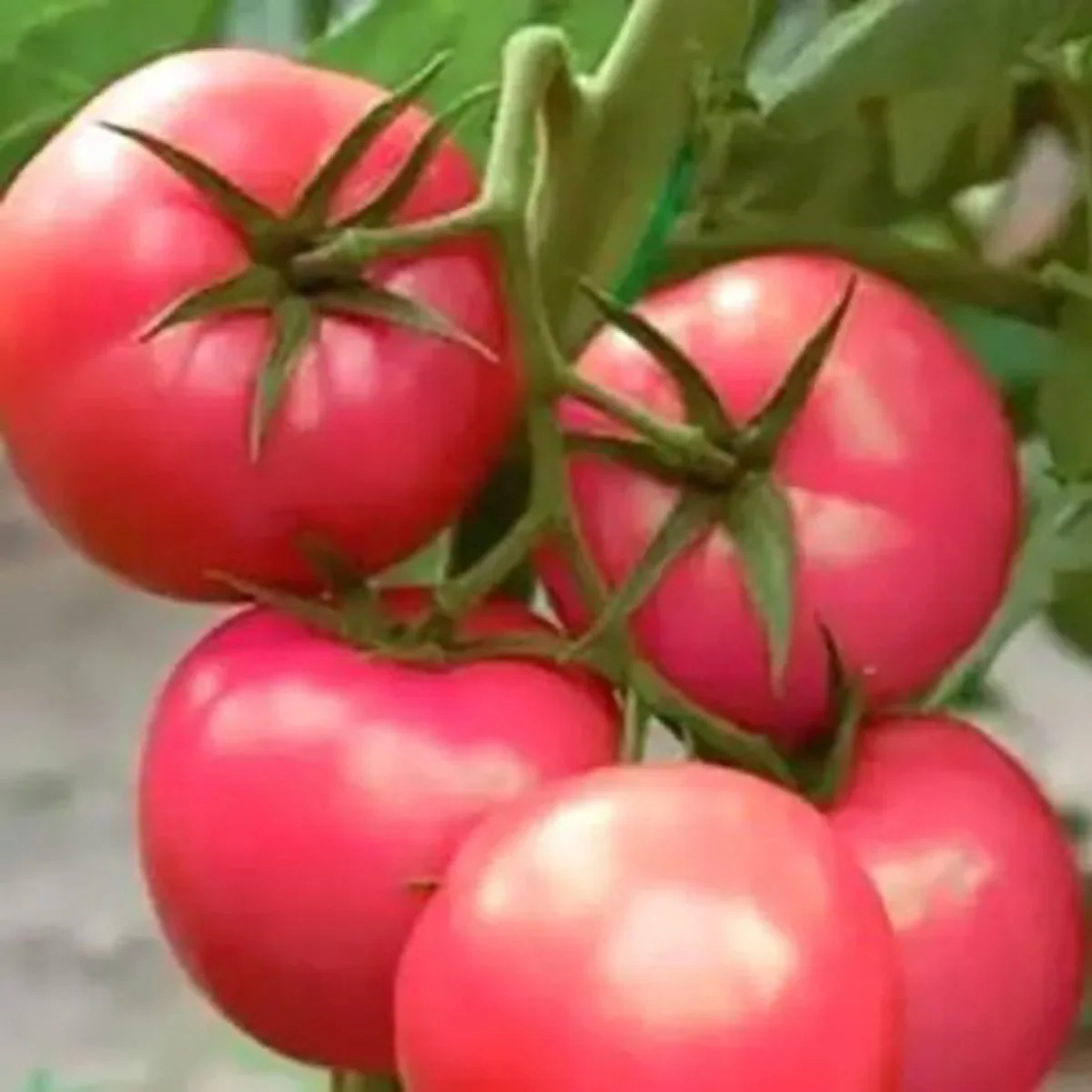Томат ‘Zagadka Pink’ (Solanum lycopersicum)