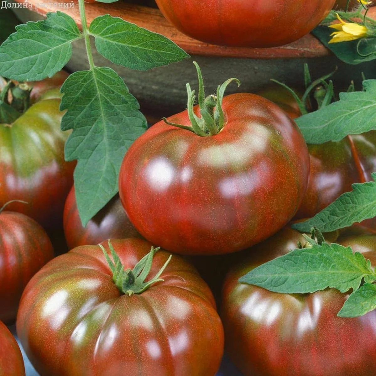 Томат ‘Zephyr in Chocolate’ (Solanum lycopersicum)