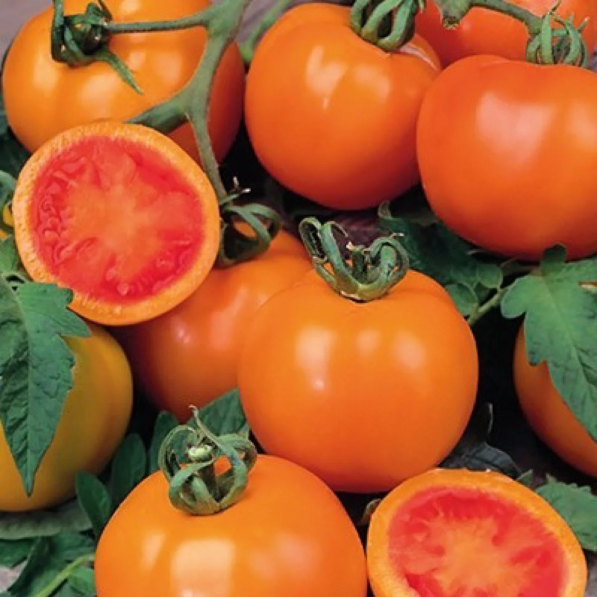 Томат ‘Zlatava’ (Solanum lycopersicum)