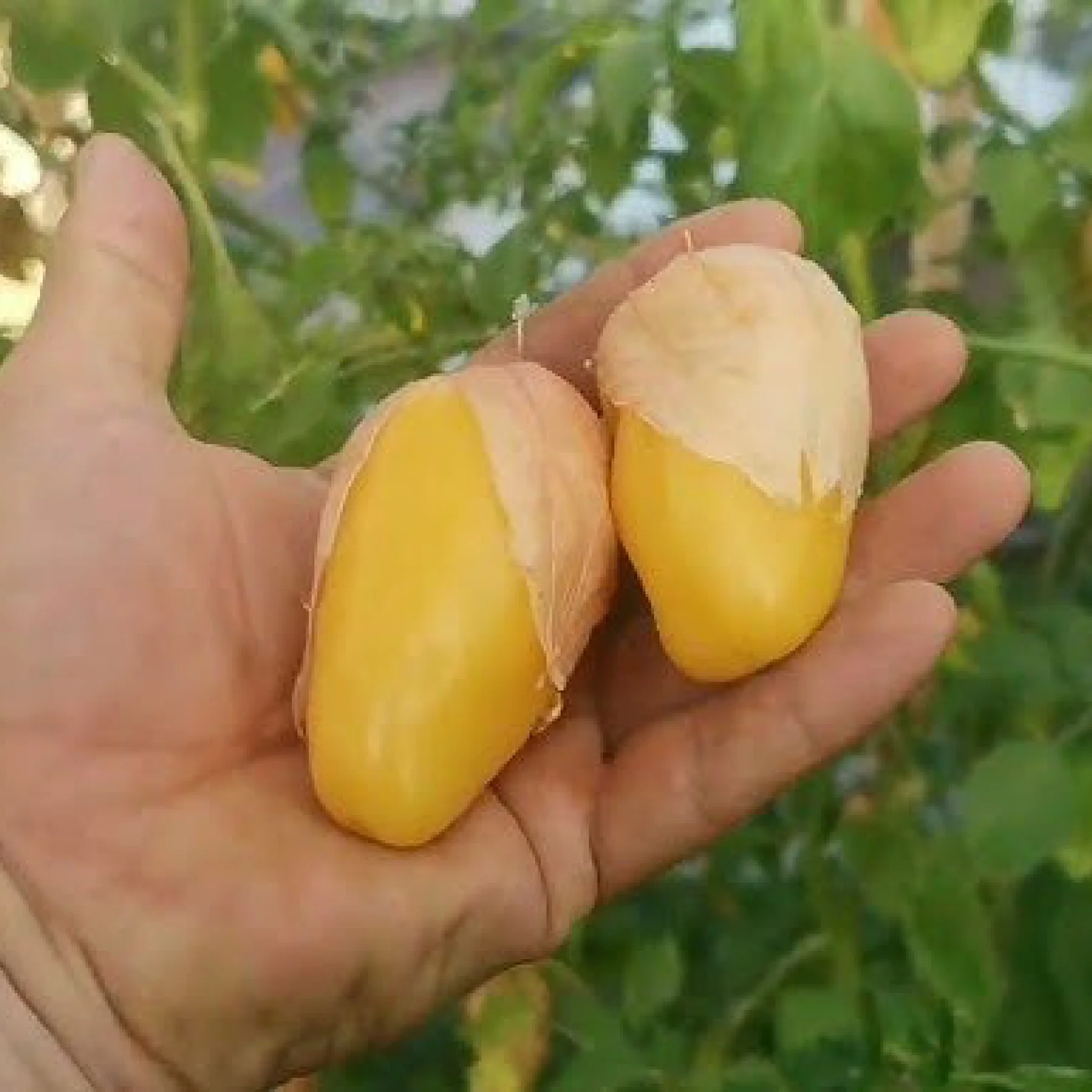 Томатілло ‘Королева Малиналько’ (Physalis ixocarpa)