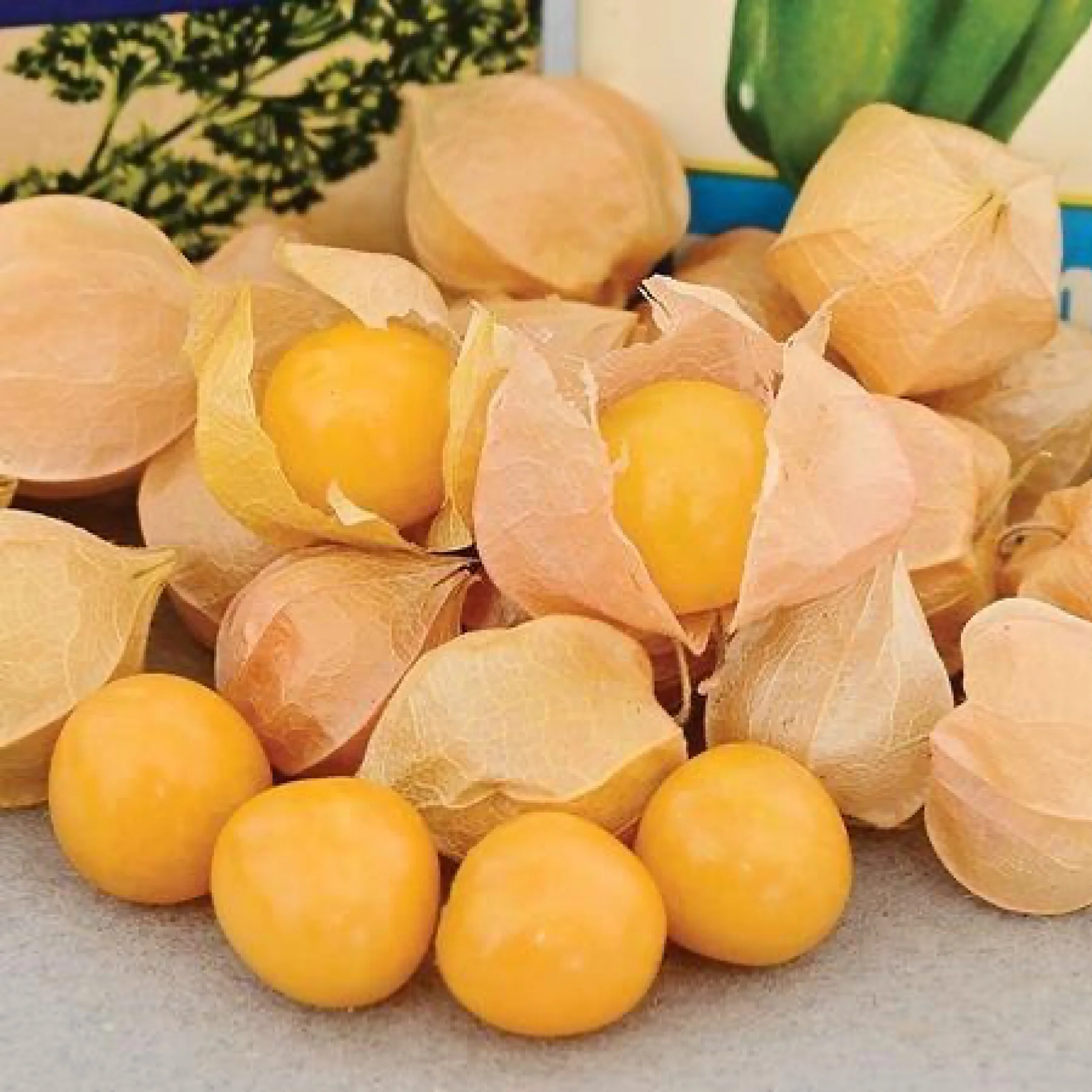 Томатіло ‘Aunt Molly’s Ground Cherry’ (Physalis pruinosa)