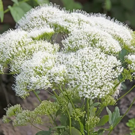 Трахеліум ‘White Knight’ (Trachelium caeruleum)