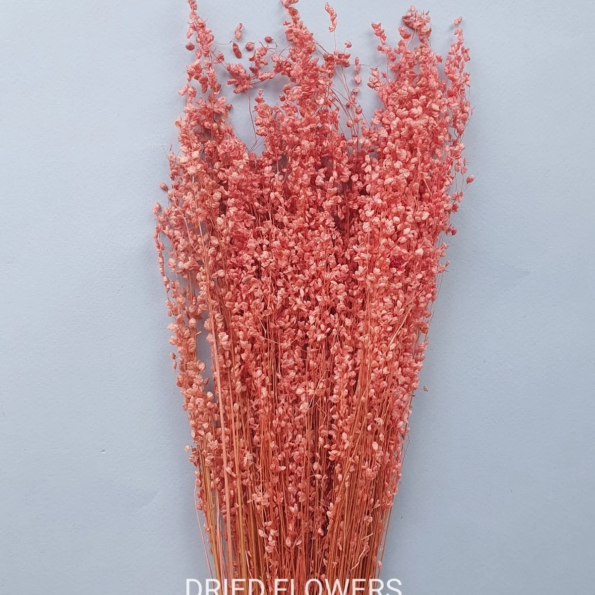 Трясунка мала (Briza minima)