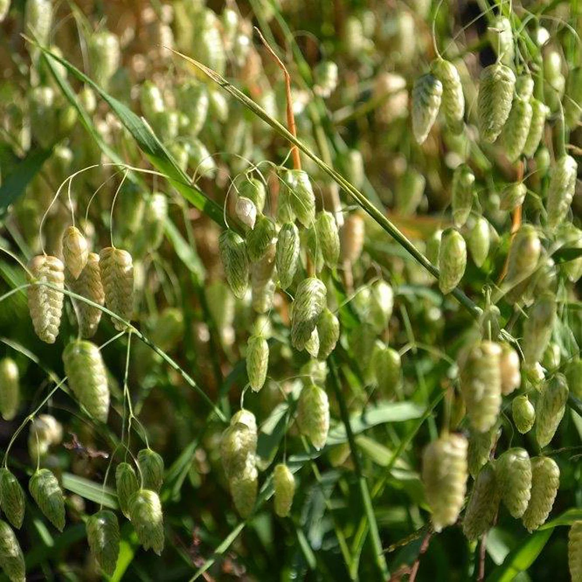 Трясунка середня (Briza media)