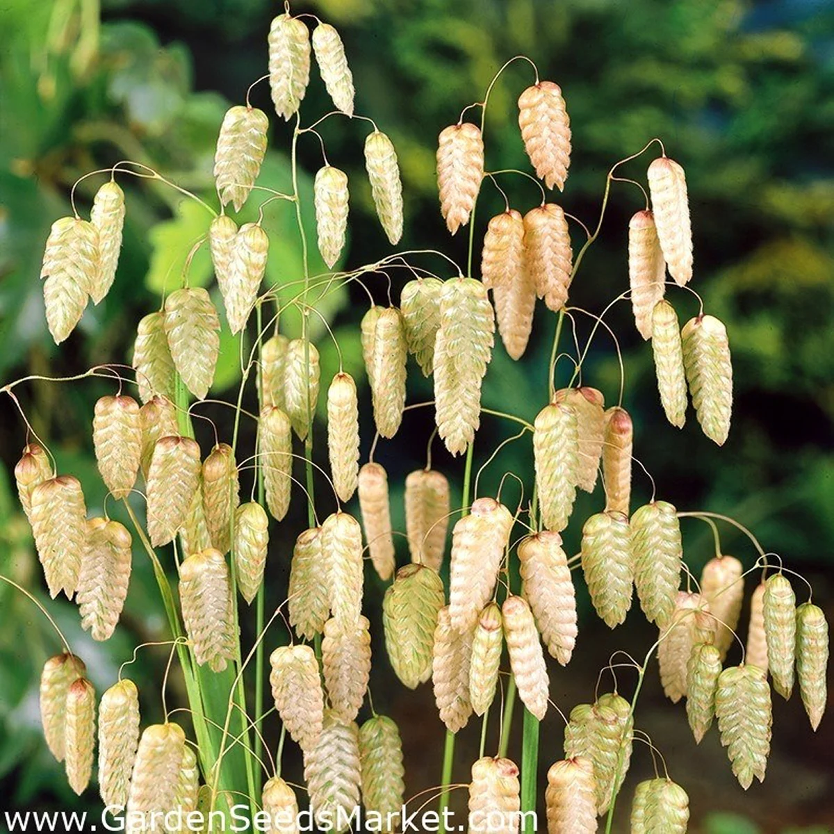 Трясунка велика (Briza maxima)