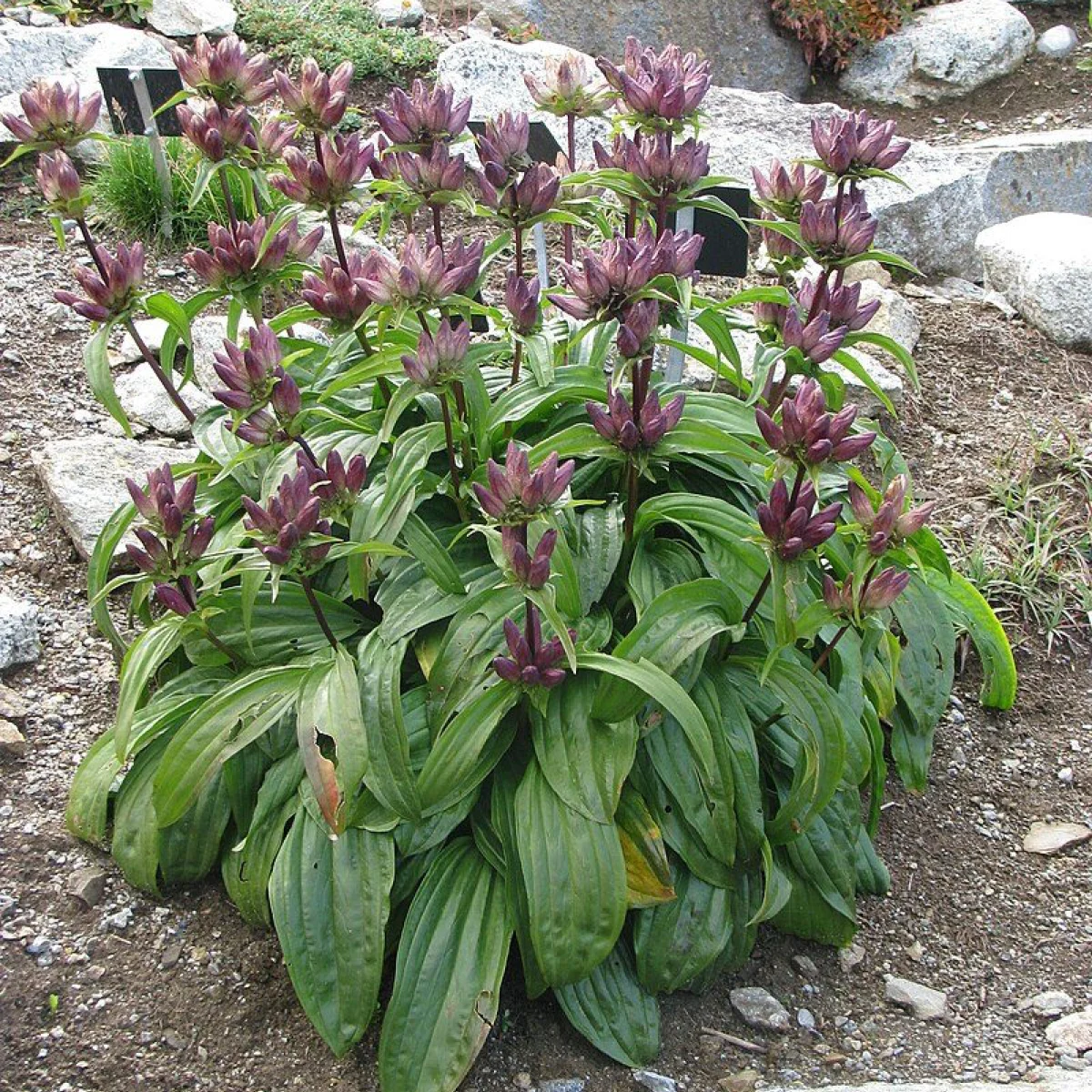 Тирлич паннонський (Gentiana pannonica)