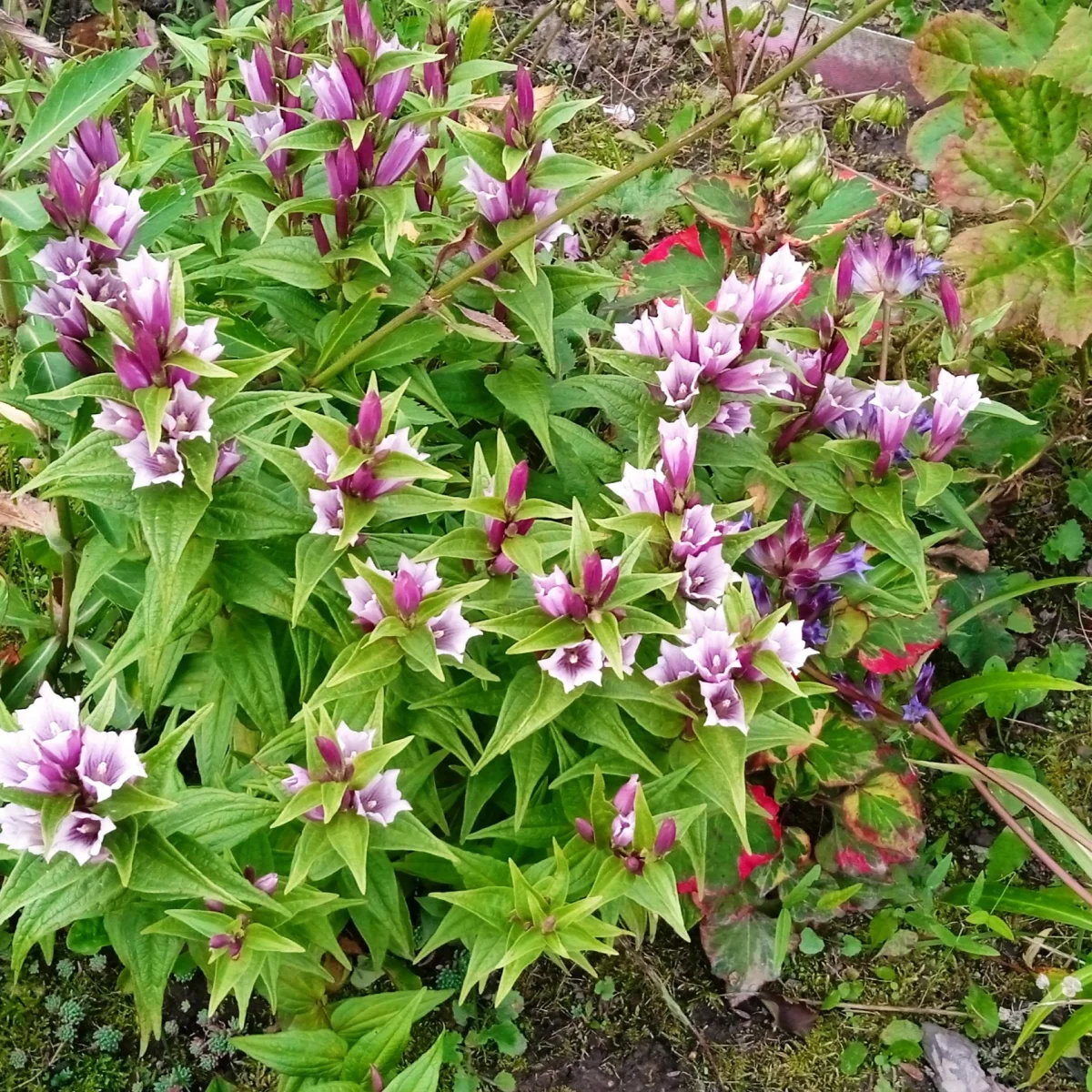 Тирлич ваточниковий ‘Pink Swallow’ (Gentiana asclepiadea)