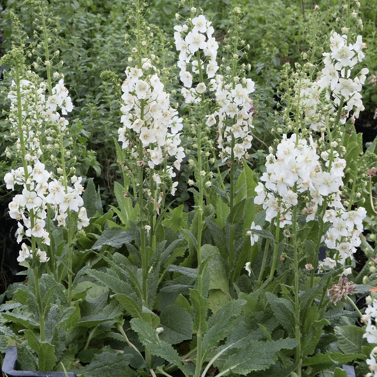 Вербаскум ‘Flush of White’ (Verbascum phoeniceum)