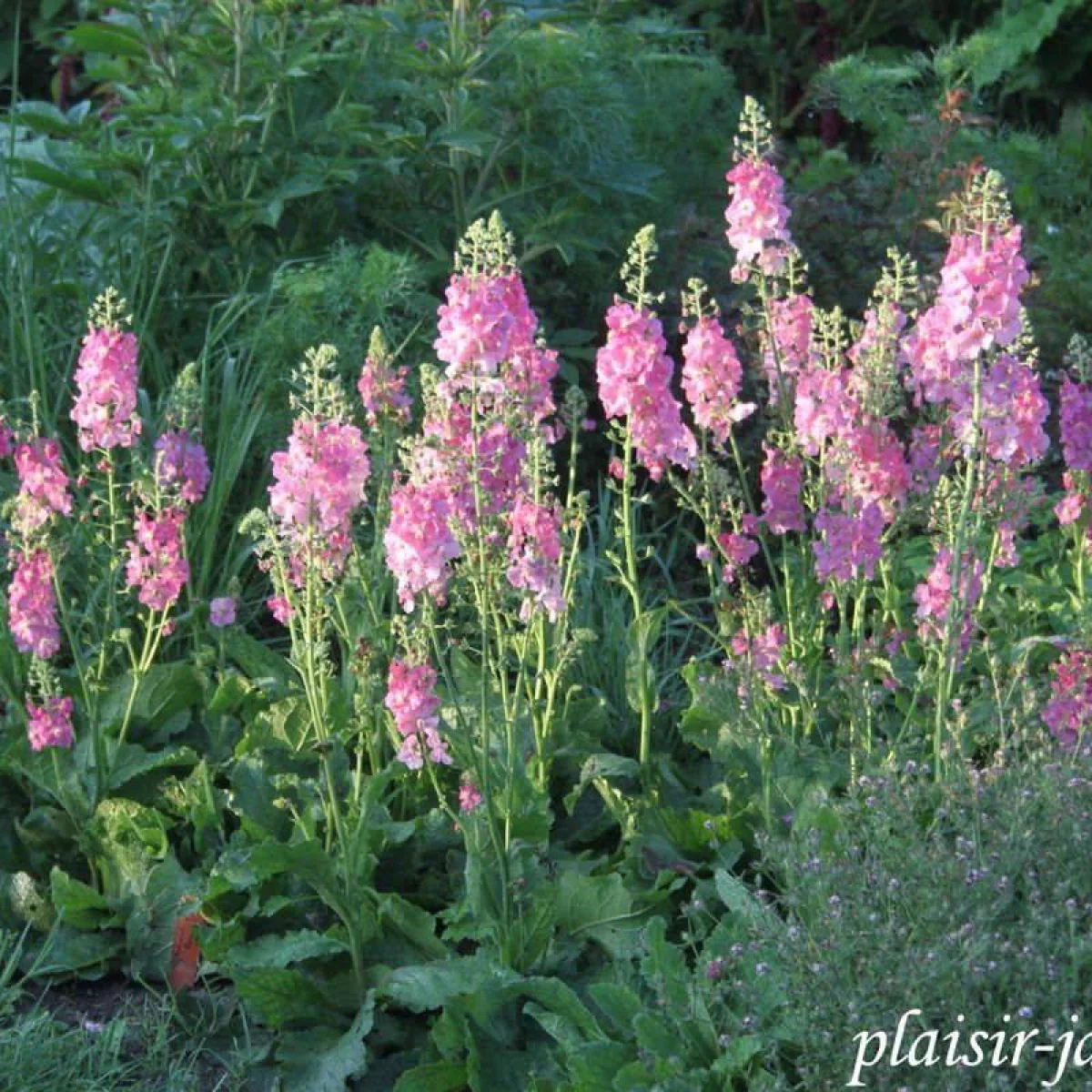 Вербаскум ‘Rosetta’ (Verbascum phoeniceum)