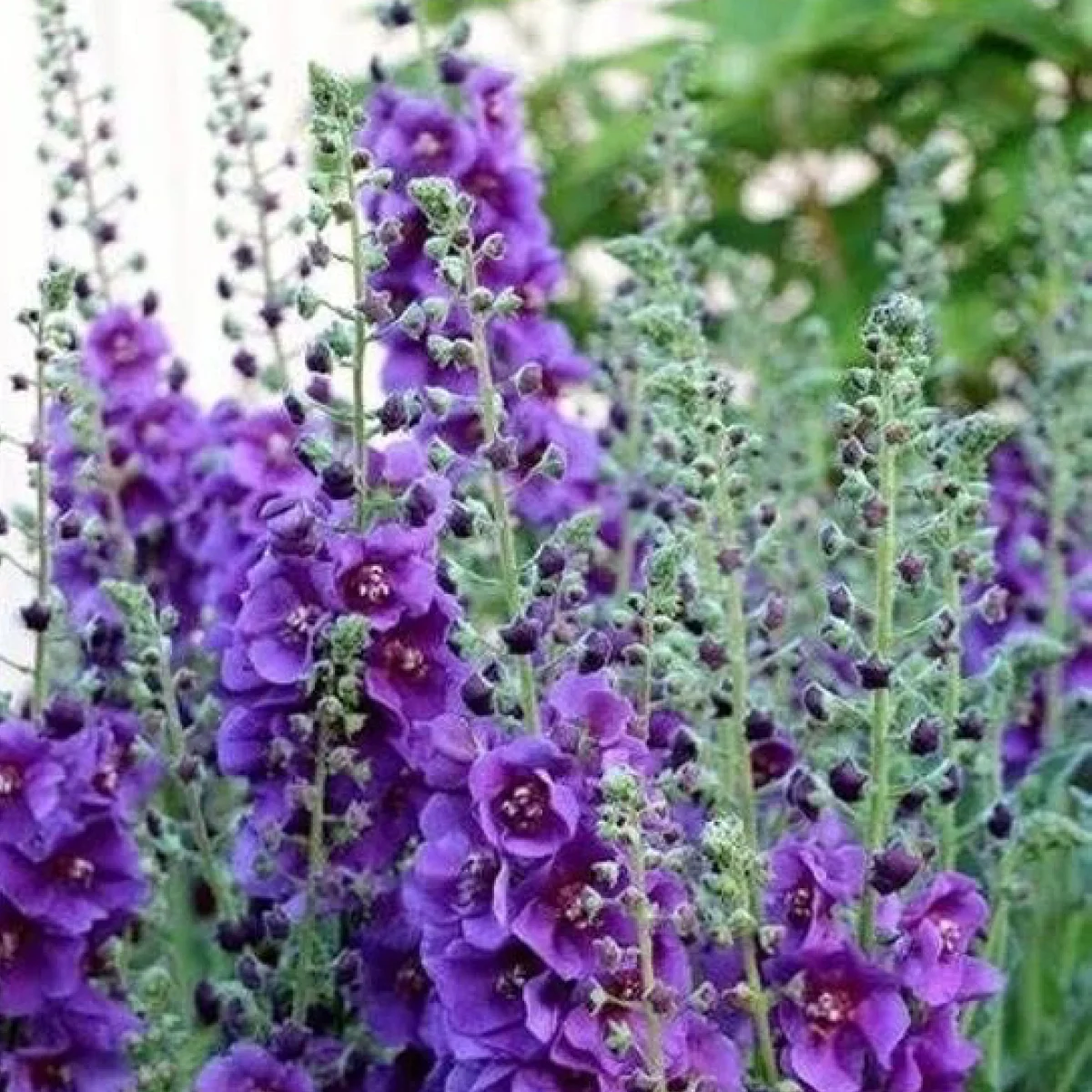 Вербаскум ‘Violetta’ (Verbascum phoeniceum)