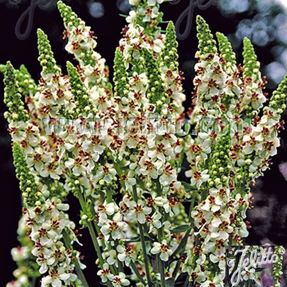 Вербаскум ‘Wedding Candles’ (Verbascum phoeniceum)