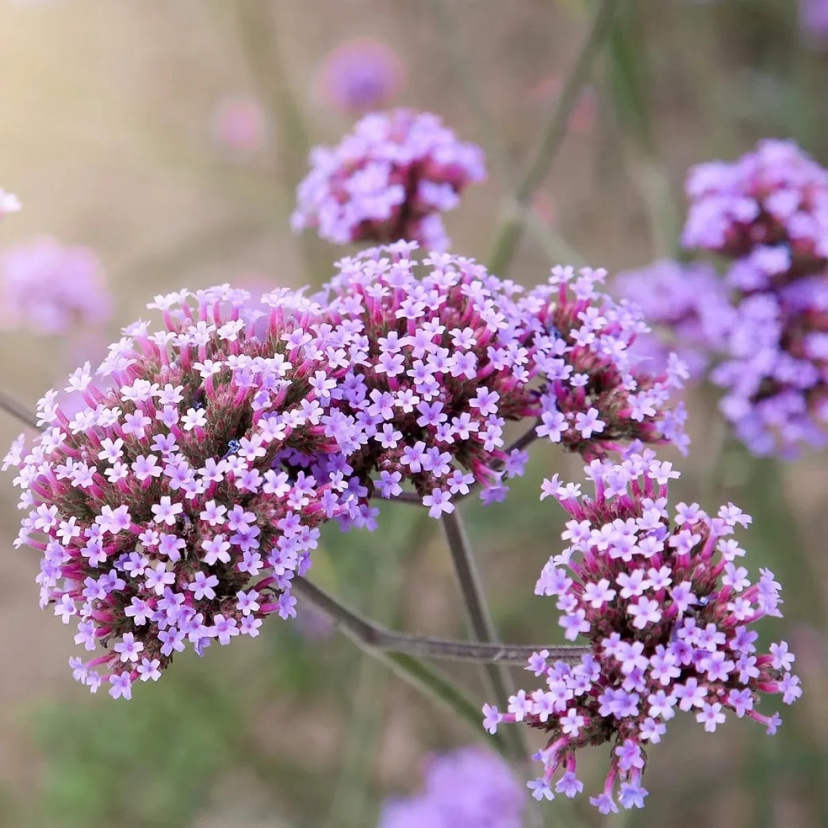 Вербена бонарська (Verbena bonariensis)