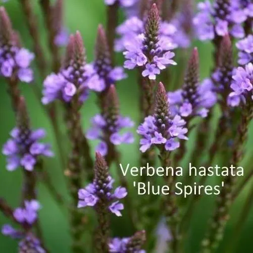 Вербена ‘Blue Spires’ (Verbena hastata)