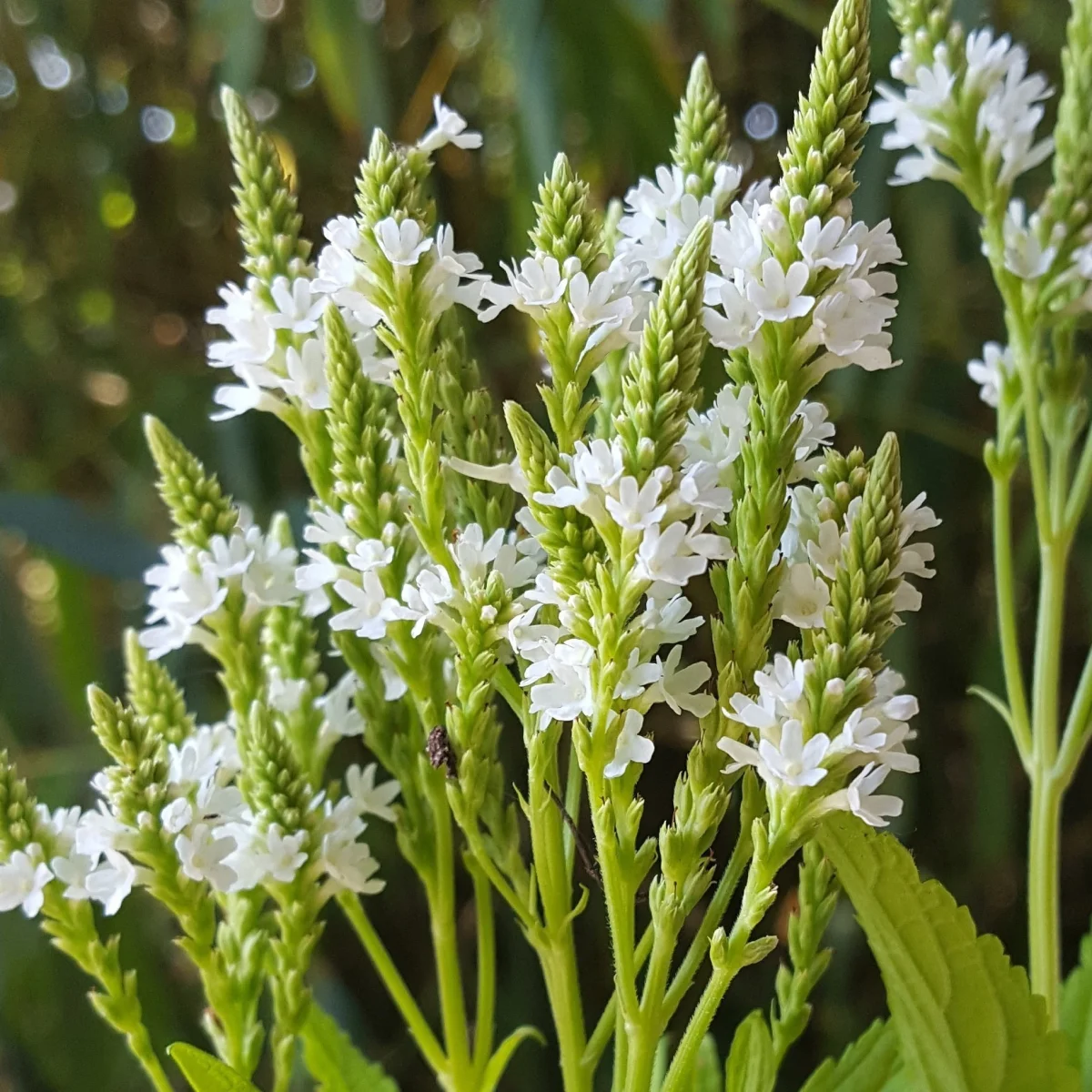 Вербена ‘White Spires’ (Verbena hastata)