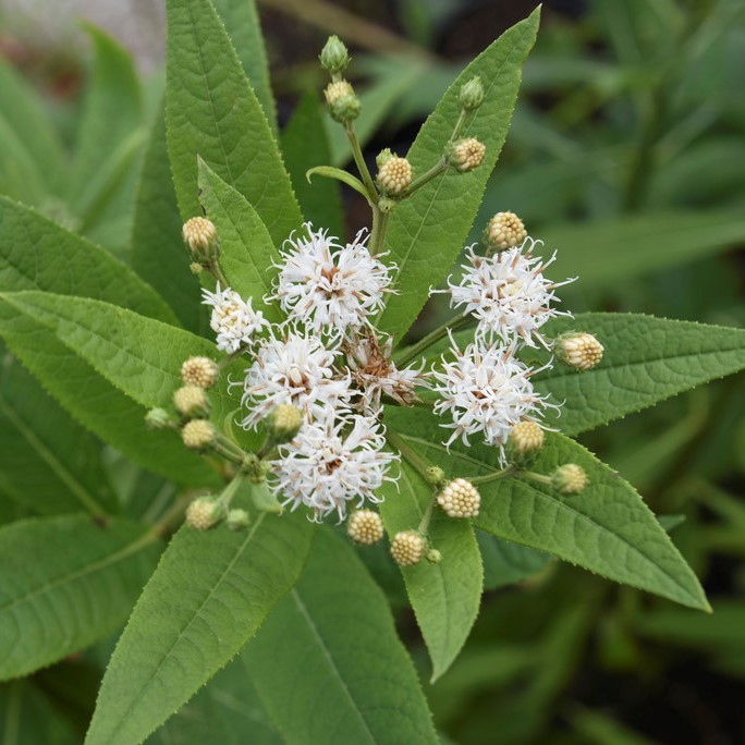 Vernonia noveboracensis ‘White Lightning’