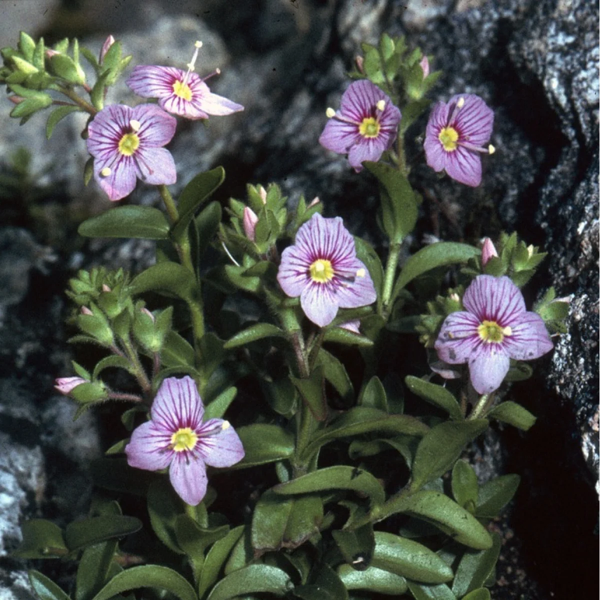 Вероніка кущова (Veronica fruticulosa)
