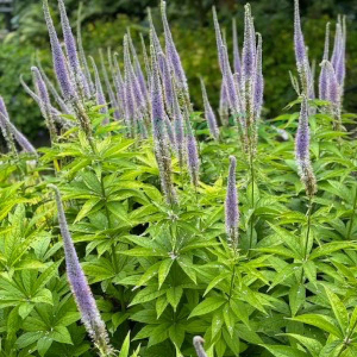 Веронікаструм віргінський (Veronicastrum virginicum f. caeruleum)