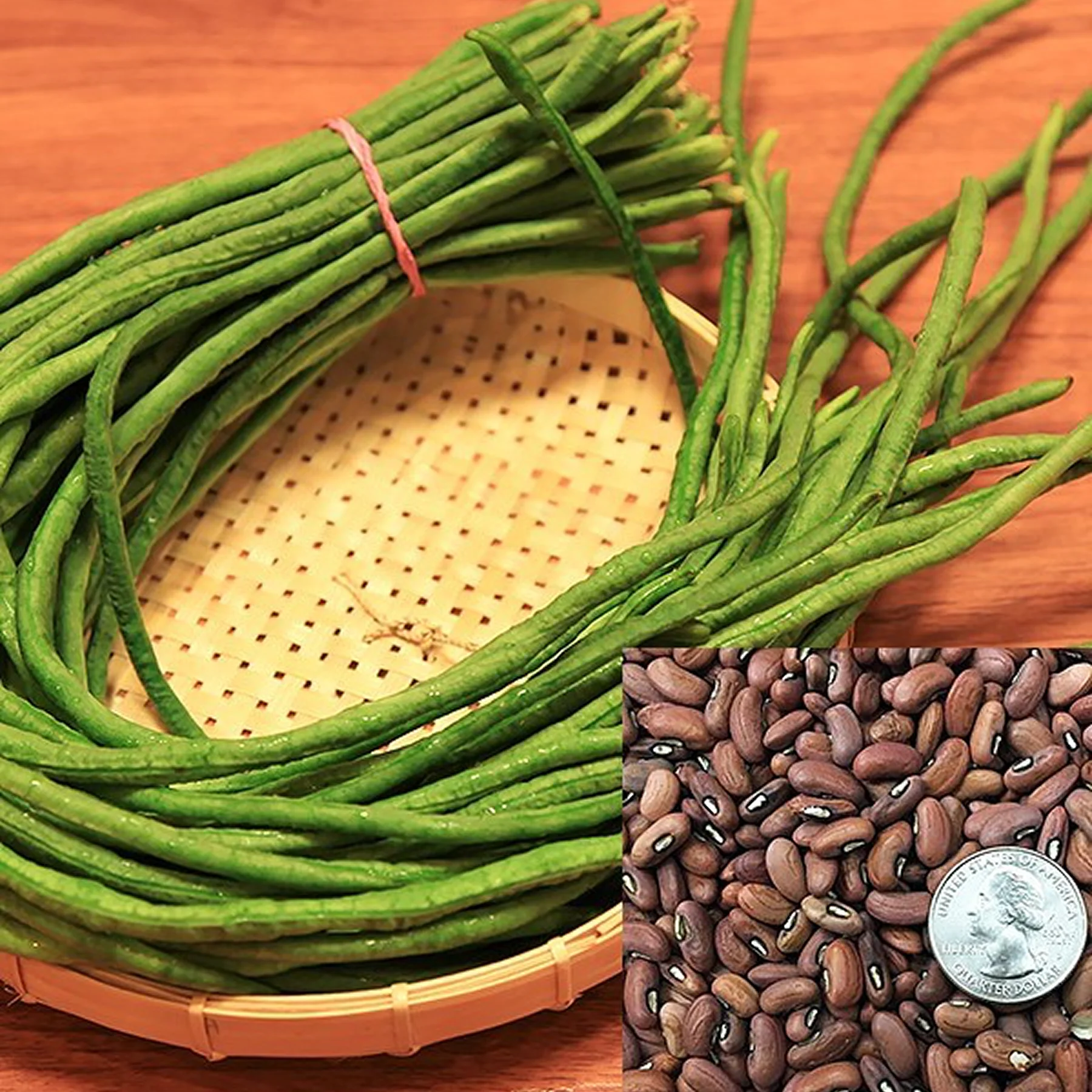 Вігна кущова ‘Ruby Beads’