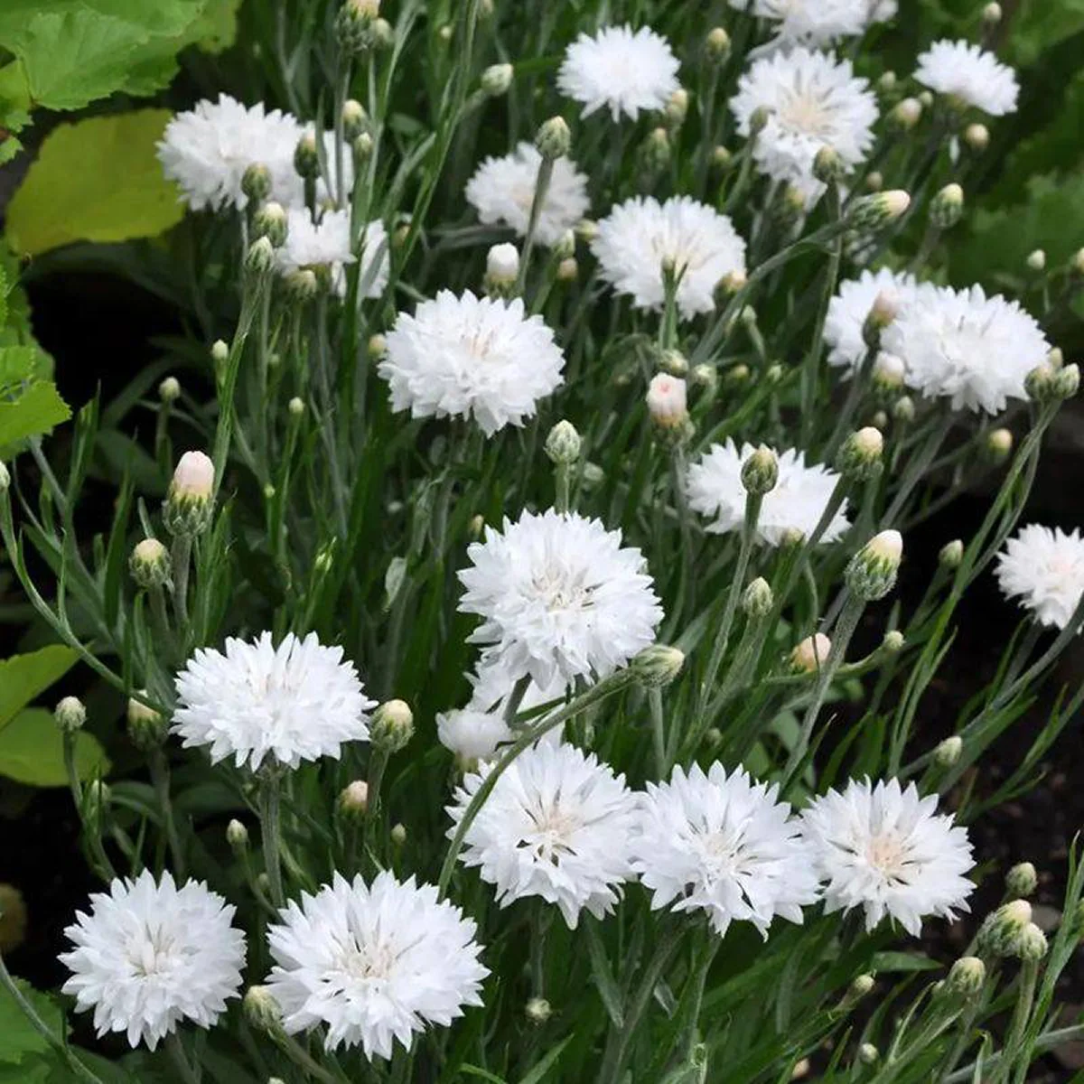 Волошка махрова біла (Centaurea cyanus)