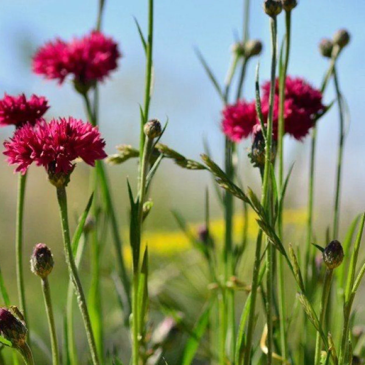 Волошка махрова червона (Centaurea cyanus)