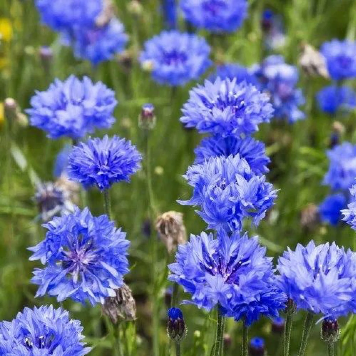 Волошка махрова синя (Centaurea cyanus)