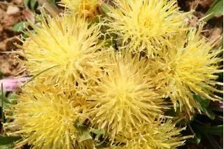 Волошка мускатна ‘Sun’ (Centaurea moschata)