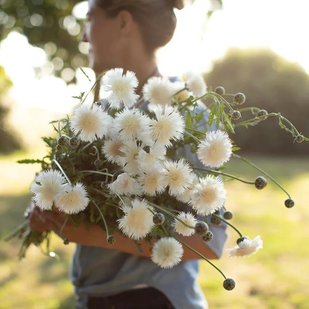 Волошка мускусна ‘The Bride’ (Centaurea moschata imperialis)