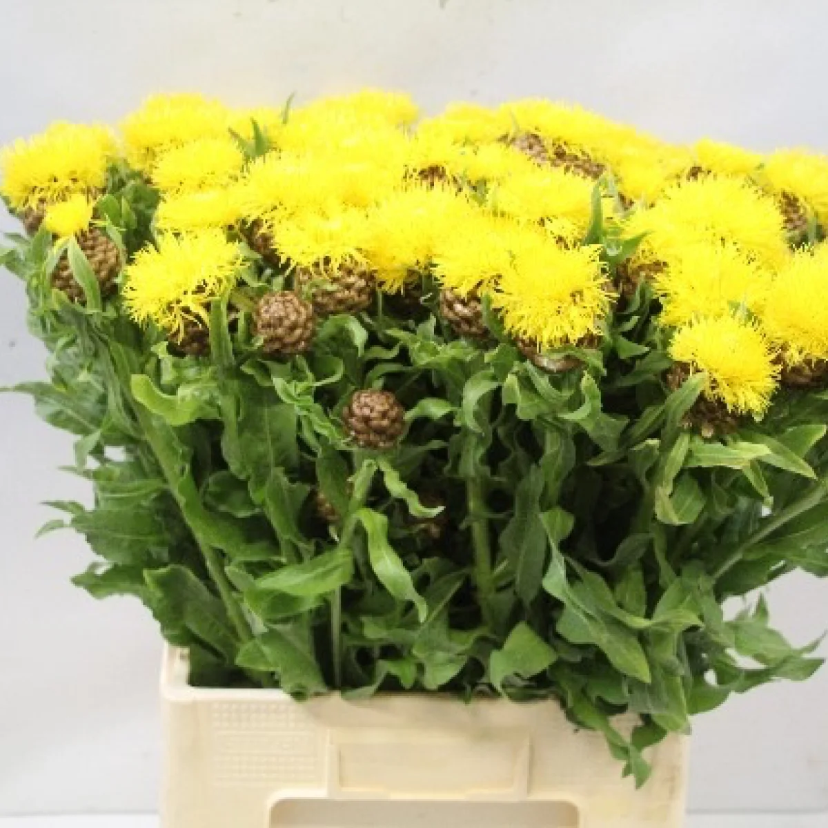 Волошка великоголова (Centaurea macrocephala)