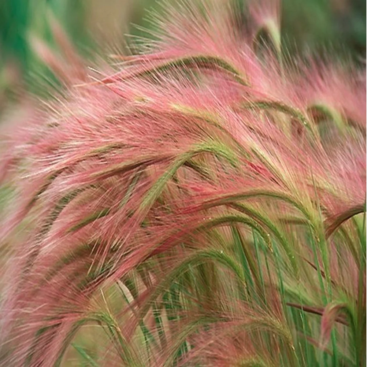 Ячмінь гривастий (Hordeum jubatum)