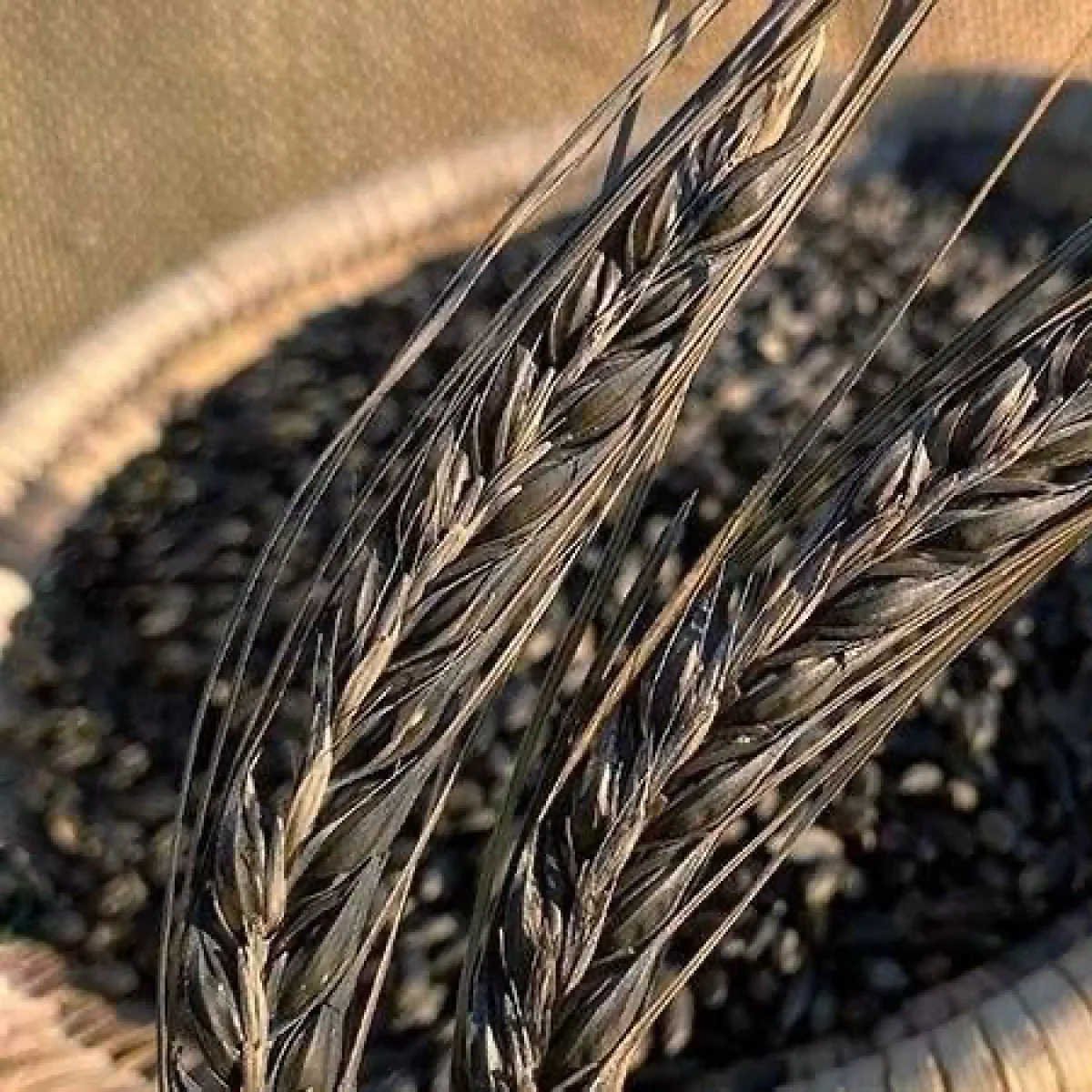 Ячмінь ‘Black Hulless’ (Hordeum vulgare)