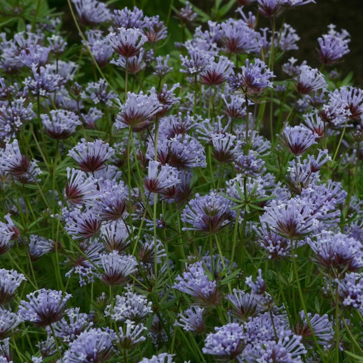 Ясменник ‘Blue’ (Asperula azurea)