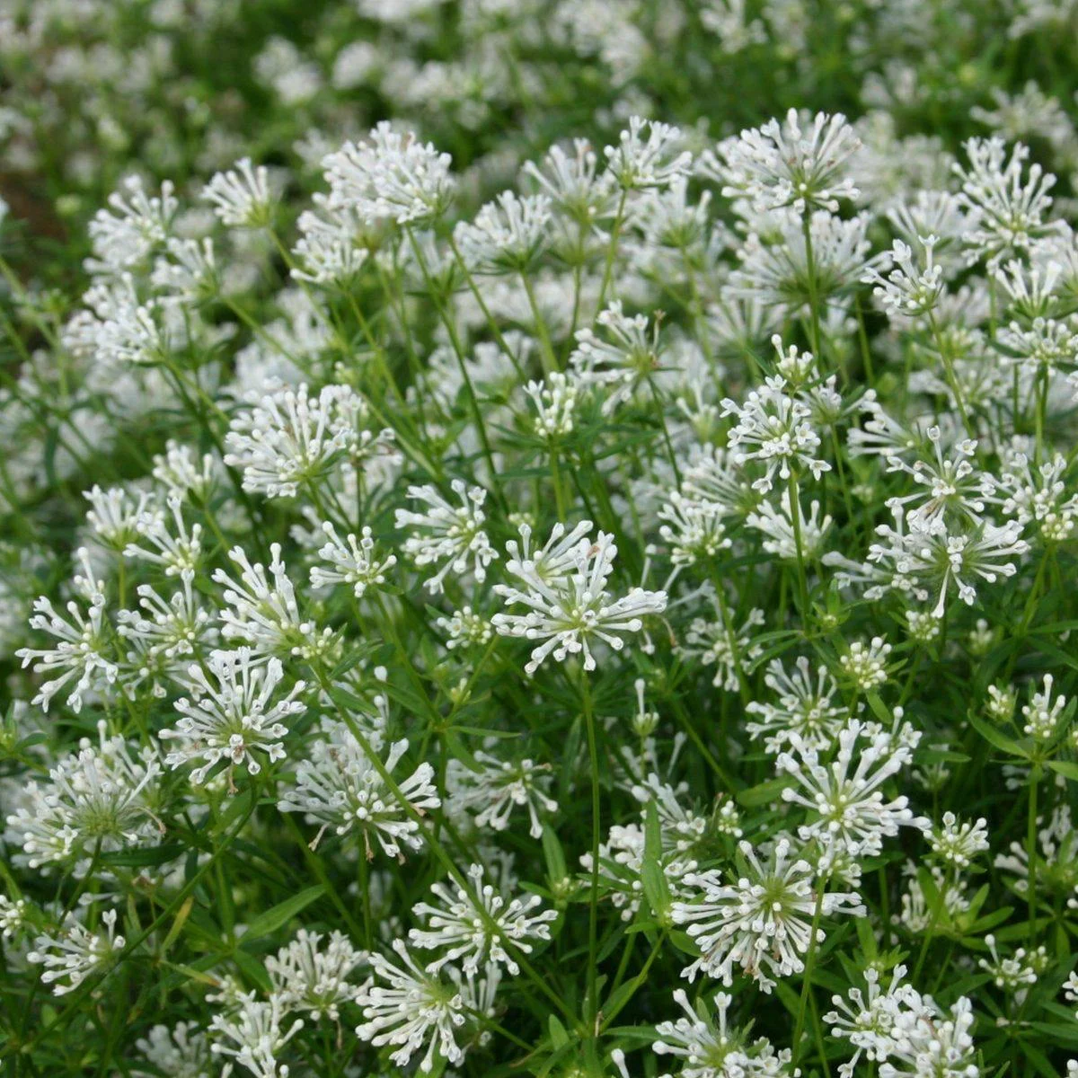 Ясменник ‘Cloud Nine’ (Asperula azurea)