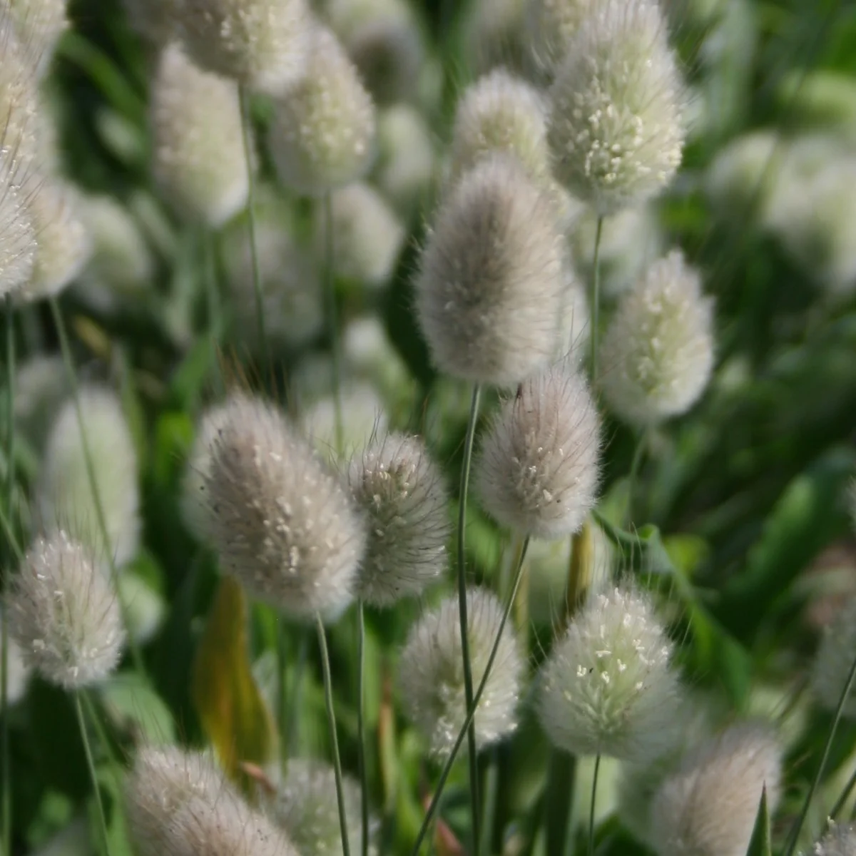 Зайцехвіст ‘Bunny Tails’ (Lagurus ovatus)