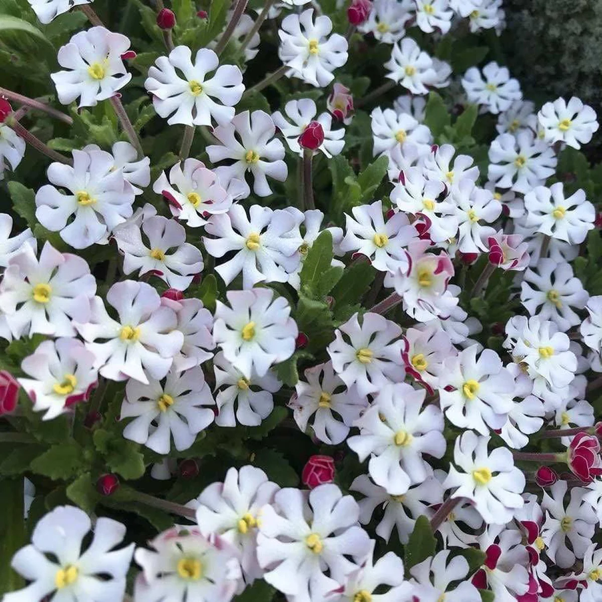 Залузіанскія ‘Midnight Candy’ (Zaluzianskya capensis)