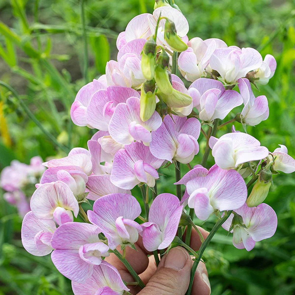 Запашний горошок багаторічний ‘Pink Pearl’ (Lathyrus latifolius)